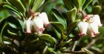Garden Flowers Bearberry, Kinnikinnick, Manzanita (Arctostaphylos uva-ursi) Photo; white