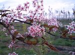 Garden Flowers Bird Cherry, Cherry Plum (Prunus Padus) Photo; pink