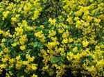 Garden Flowers Bladder senna (Colutea) Photo; yellow
