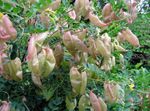 Garden Flowers Bladder senna (Colutea) Photo; yellow