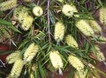 Garden Flowers Bottlebrush (Callistemon) Photo; yellow