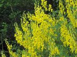 Garden Flowers Broom (Cytisus) Photo; yellow