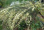 Hage blomster Kost (Cytisus) Bilde; gul