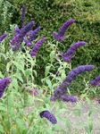 Butterfly Bush, Summer Lilac Photo and characteristics