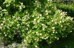 Garden Flowers Buttonbush, Honey Bells, Honeyball, Button Willow (Cephalanthus) Photo; white