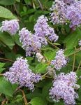 Californian Lilac Photo and characteristics