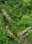 Garden Flowers Cerasus grandulosa  Photo; pink