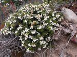 Garden Flowers Chilean Wintergreen (Pernettya, Gaultheria mucronata) Photo; white