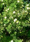 Cinquefoil, Shrubby Cinquefoil