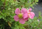 Garden Flowers Cinquefoil, Shrubby Cinquefoil (Pentaphylloides, Potentilla fruticosa) Photo; pink