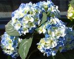 Garden Flowers Common hydrangea, Bigleaf Hydrangea, French Hydrangea (Hydrangea hortensis) Photo; light blue