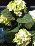 Common hydrangea, Bigleaf Hydrangea, French Hydrangea Photo and characteristics