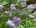 Common Lilac, French Lilac Photo and characteristics
