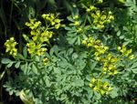 Common Rue, Garden Rue, Herb of Grace, Herbygrass