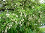 Garden Flowers False acaciaia (Robinia-pseudoacacia) Photo; white