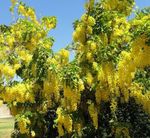 Garden Flowers Golden rain, Golden Chain Tree (Laburnum-anagyroides) Photo; yellow
