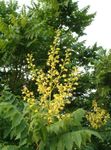 Garden Flowers Golden Rain Tree, Panicled Goldenraintree (Koelreuteria paniculata) Photo; yellow