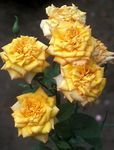 Garden Flowers Grandiflora rose (Rose grandiflora) Photo; yellow