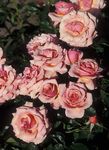 Garden Flowers Grandiflora rose (Rose grandiflora) Photo; pink