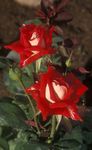 Garden Flowers Grandiflora rose (Rose grandiflora) Photo; red