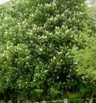 Garden Flowers Horse Chestnut, Conker Tree (Aesculus hippocastanum) Photo; white