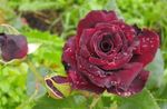 Garden Flowers Hybrid Tea Rose (Rosa) Photo; burgundy