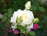 Garden Flowers Hybrid Tea Rose (Rosa) Photo; white
