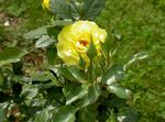 Garden Flowers Hybrid Tea Rose (Rosa) Photo; yellow
