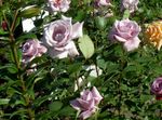 Garden Flowers Hybrid Tea Rose (Rosa) Photo; lilac
