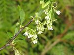Garden Flowers Indian Plum, Oso Berry, Bird Cherry (Osmaronia, Oemleria cerasiformis) Photo; white
