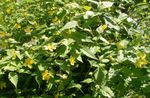 les fleurs du jardin Kerria Japonais, Rose Japonais, Rose Pâques  Photo; jaune