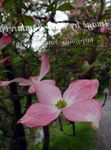 Garden Flowers Kousa Dogwood, Chinese Dogwood, Japanese Dogwood (Cornus-kousa) Photo; pink