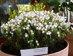 I fiori da giardino Montagna Erica (Phyllodoce) foto; bianco