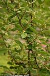 Garden Flowers Oleaster, Cherry Silverberry, Goumi, Silver Buffaloberry (Elaeagnus) Photo; yellow