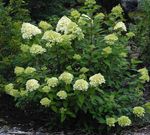 Garden Flowers Panicle Hydrangea, Tree Hydrangea (Hydrangea paniculata) Photo; green