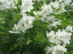 Garden Flowers Pearl bush (Exochorda) Photo; white