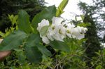 Garden Flowers Pearl bush (Exochorda) Photo; white
