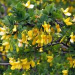 Garden Flowers Peashrub (Caragana) Photo; yellow