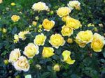 Garden Flowers Polyantha rose (Rosa polyantha) Photo; yellow