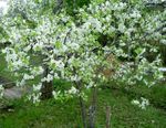 Garden Flowers Prunus, plum tree  Photo; white