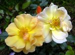 Garden Flowers Rose Ground Cover (Rose-Ground-Cover) Photo; yellow