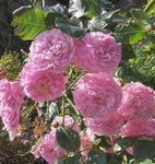 Garden Flowers Rose Rambler, Climbing Rose  Photo; pink