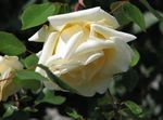Rose Rambler, Climbing Rose Photo and characteristics