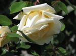 Garden Flowers Rose Rambler, Climbing Rose  Photo; yellow