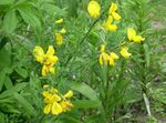 les fleurs du jardin Genêt À Balai, Broomtops, Balai Commune, Balai Européen, Balai Irlandais (Sarothamnus) Photo; jaune