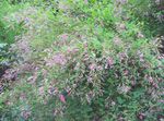 Garden Flowers Shrub Bush Clover (Lespedeza) Photo; pink