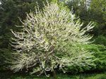 Silverbell, Snowdrop tree, 