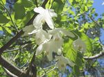 Garden Flowers Silverbell, Snowdrop tree,  (Halesia) Photo; white