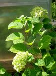 Smooth Hydrangea, Wild Hydrangea, Sevenbark Photo and characteristics