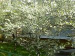 Garden Flowers Sour Cherry, Pie Cherry (Cerasus vulgaris, Prunus cerasus) Photo; white